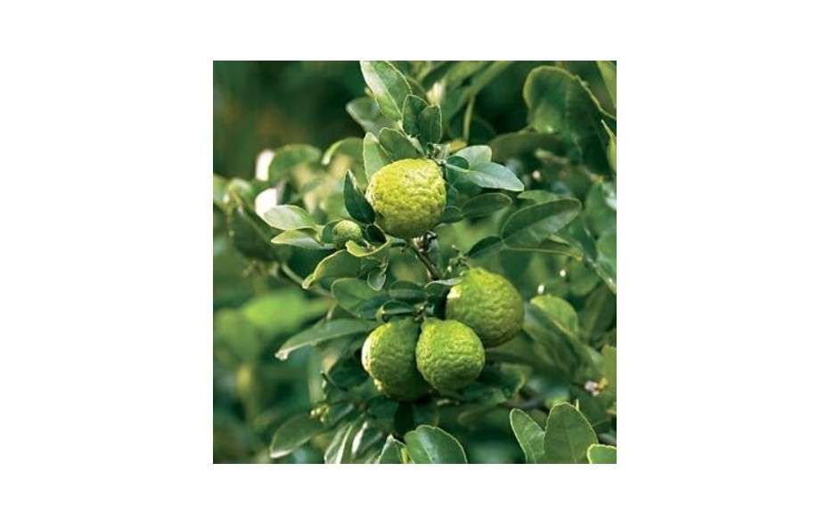 Kaffir Lime Tree- Grafted Semi-Dwarf Thai Kaffir Lime (Ma-grood)