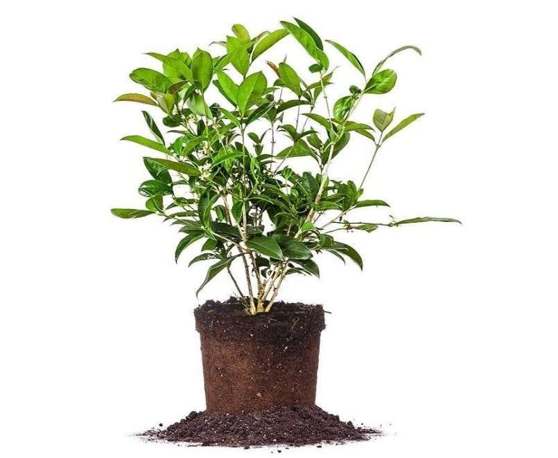 PERFECT PLANTS Tea Olive 1 gallon 