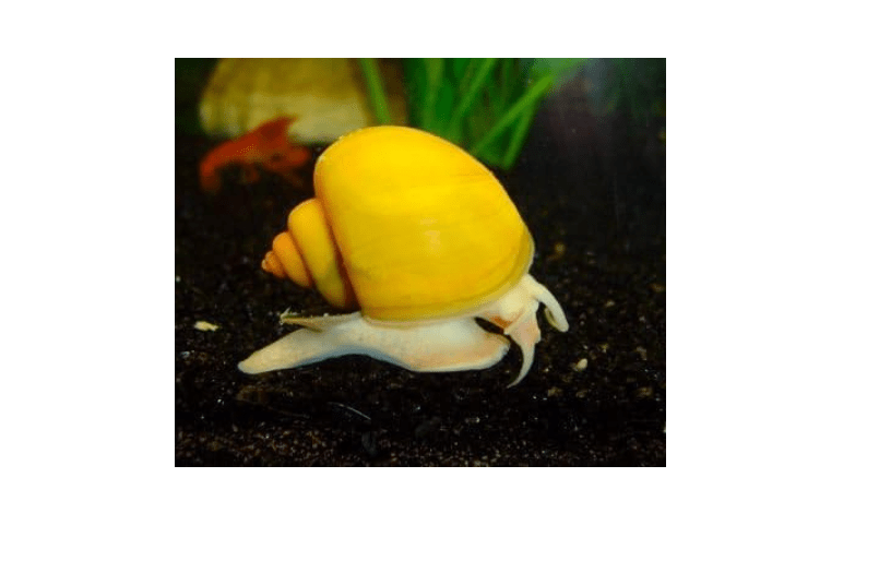 Aquatic Arts 1 Live Gold Mystery Snail | Freshwater Aquarium Control | Glass Clearer | Safe in Tetra/Guppy/Betta Fish Tanks | Tank Décor