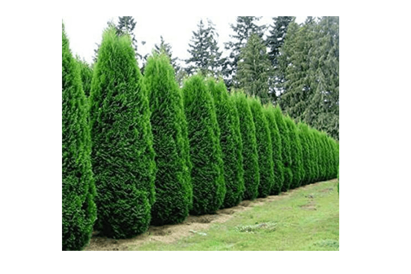 
(4) - Emerald Green Arborvitae (Thuja) - L