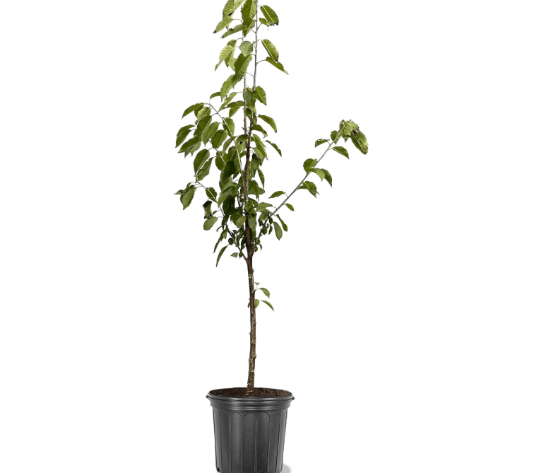 
Cherry Fruiting Tree (Stella, 7 gal.) (Due to Agricultural Laws, we Cannot Ship to CA, AZ, AK, or HI)