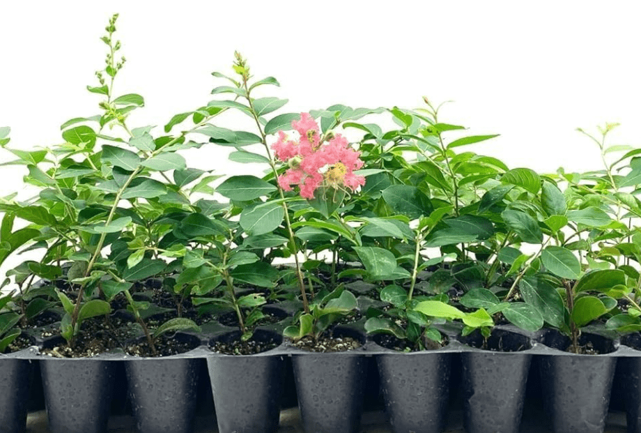 Crape Myrtle Tuscarora | 3 Live Plants | Lagerstroemia Indica | Fast Growing, Drought Tolerant, Summer Blooms, Vibrant Pink Flowers, Ornamental Tree,