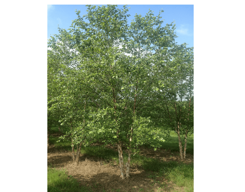 
River Birch Tree Betula nigra Multi-trunked Established Roots - 1 Trade Gallon Potted - by Growers Solution