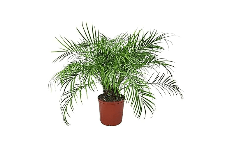 Roebellenii Palm - Live Palm Tree Plant - 3 Gallon Pot - Overall Height 30" to 34" - Tropical Plants of Florida (Plant Only