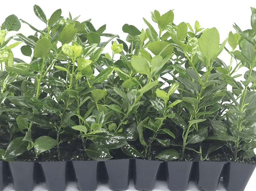 
Nellie R. Stevens Holly - 30 Live Plants - Evergreen Privacy Trees