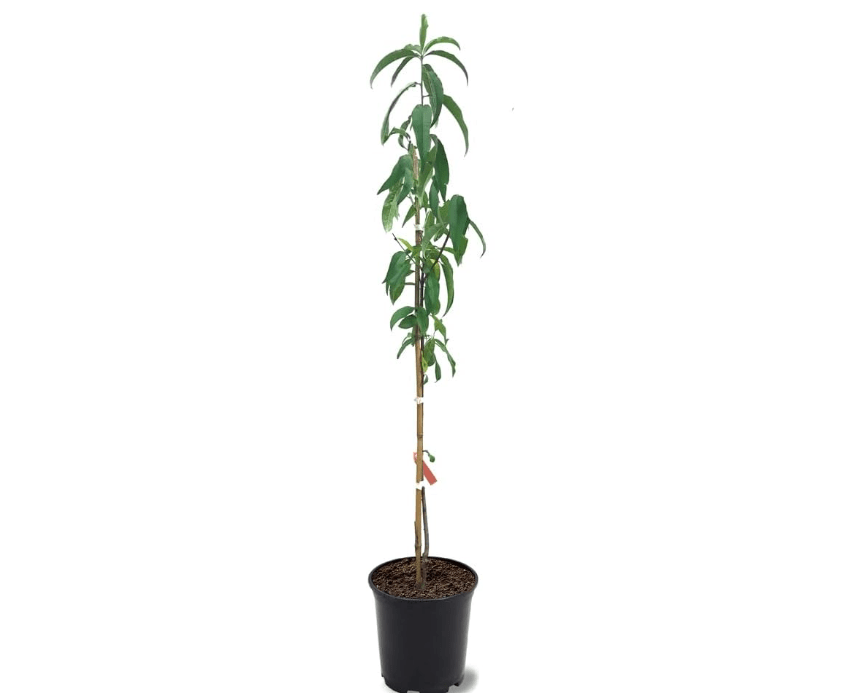 
Belle of Georgia Peach Tree, Cold Hardy, Deciduous, Self-Pollinator, 1 gal Nursery Pot, 1-2 ft Tree Height (Due to Agricultural Laws, we Cannot Ship to CA