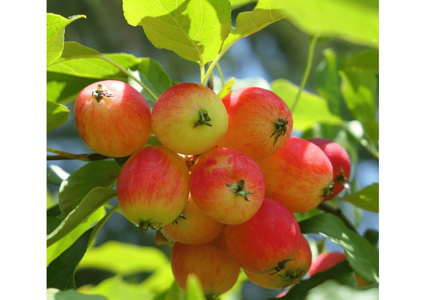 Crabapple Tree Seedling for Planting - Grow a Fruit Tree (One Healthy Seedling)