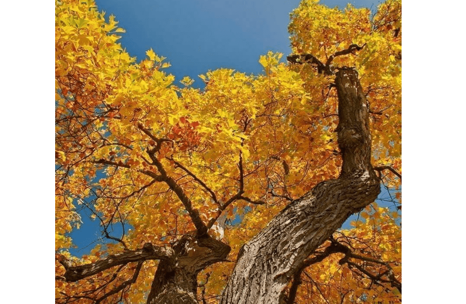 
Tulip Poplar Tree - 10-16" Tall Live Plant - Quart Pot - Yellow Tulip Tree Seedling - Liriodendron tulipifera