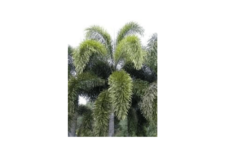 New Fresh 20pcs Foxtail Palm Tree Seeds Generic