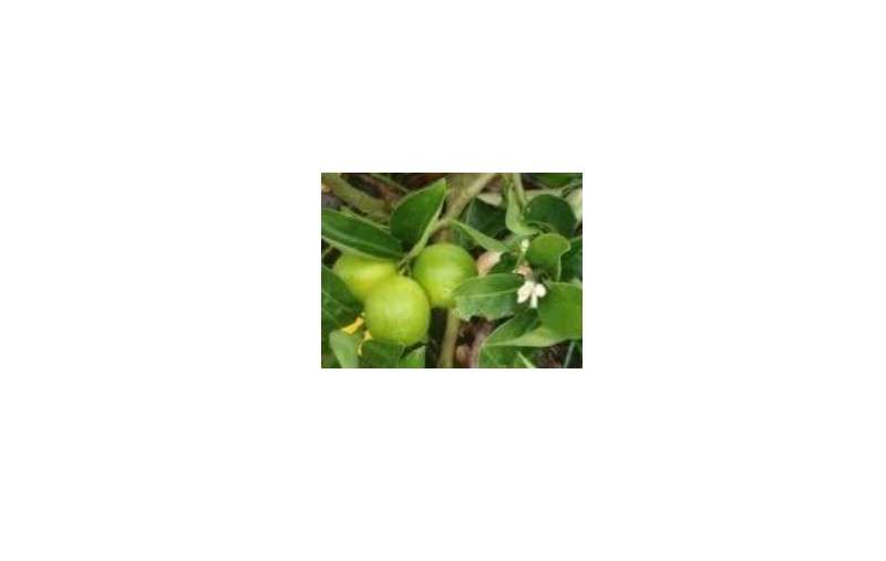 Mexican Thornless Semi-Dwarf Lime Tree - Grafted