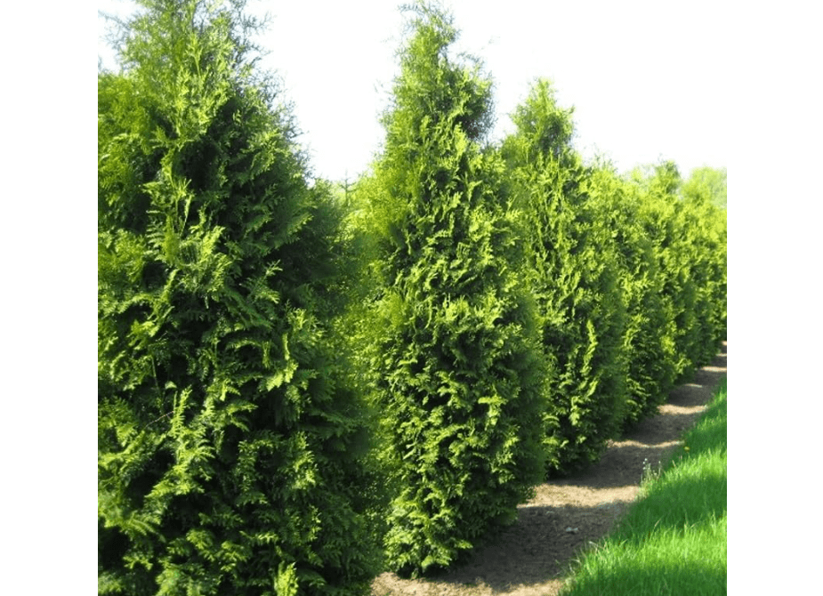 
Thuja occidentalis (American Arborvitae, Eastern Arborvitae, White Cedar, Arborvitae) Tree Seeds, Attractive Appearance, Dense Foliage, Seeds by MySeeds