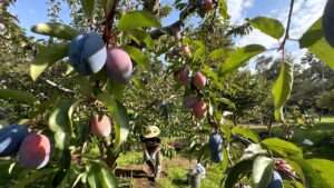 best fertilizer for plum trees