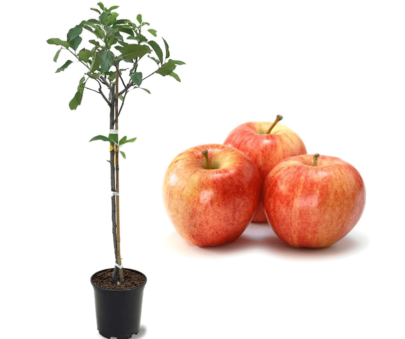
American Plant Exchange Live Gala Apple Tree, Fruit-Bearing Plant Pot for Harvest and Home and Garden Decor, 2-3' Tall, 1-Gallon Pot