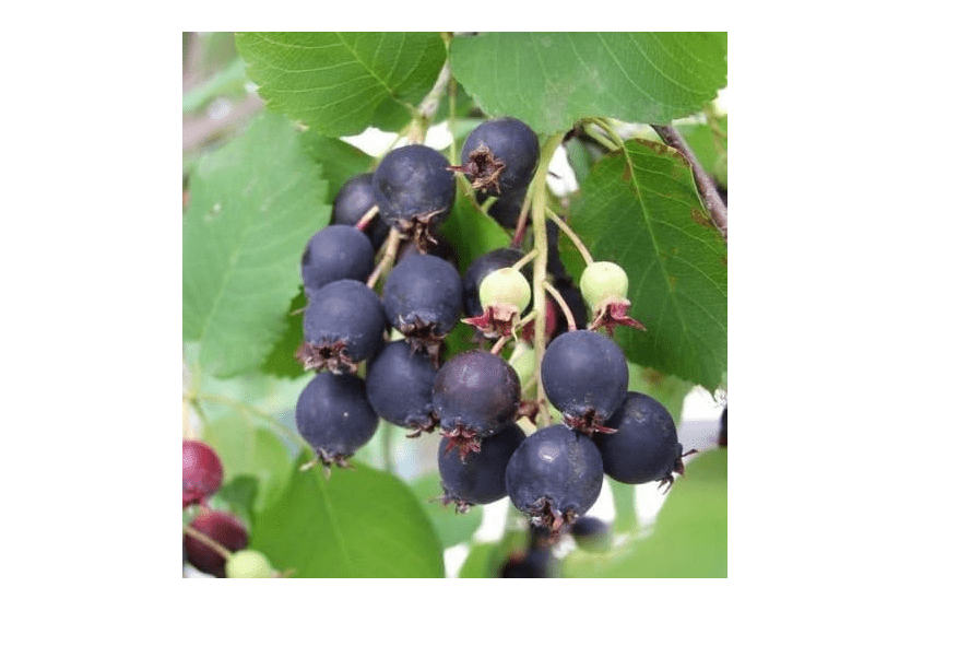 Saskatoon Serviceberry, Amelanchier alnifolia, Seeds (Edible, Fall Color, Hardy) 30