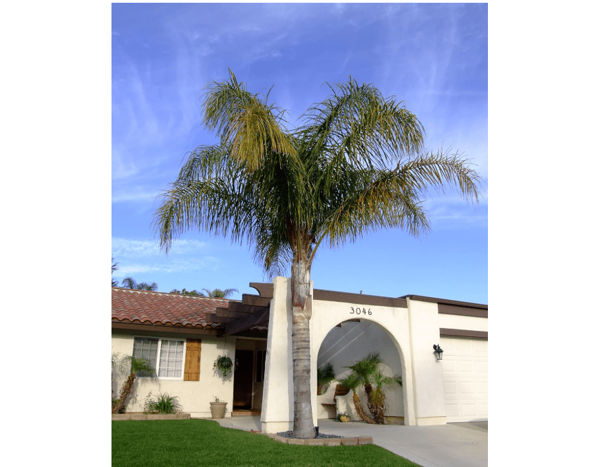 Queen Palm - Live Plant in a 10 Inch Growers Pot - Syagrus Romanzoffiana - Handsome and Sturdy Evergreen Palm