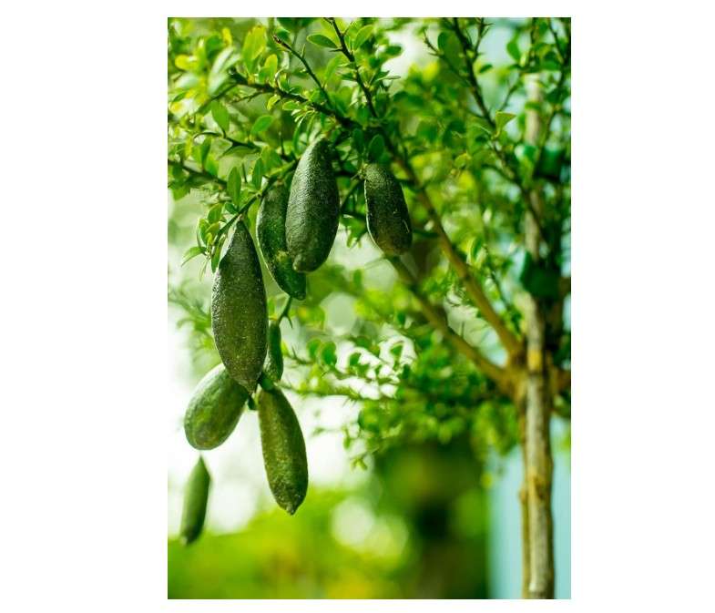Finger Lime Tree, Australian Green Citrus (Excludes: CA,TX,LA,AZ)