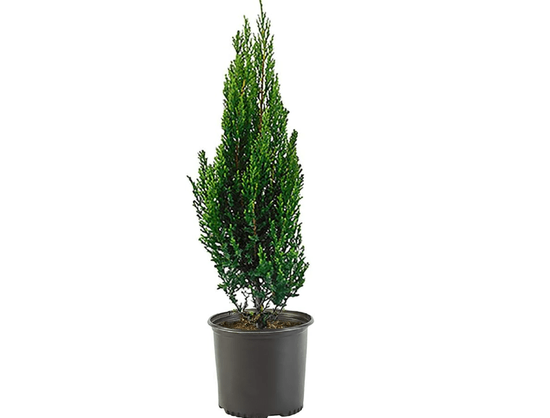 
2.25 Gal. Blue Point Juniper