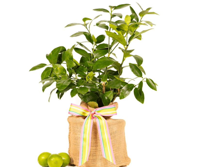 
Birthday Persian Lime Tree Gift, Dwarf Citrus Tree, Easy to Grow, Indoor/Outdoor, Unique Birthday Gift for Home Gardeners, by The Magnolia Company, Can