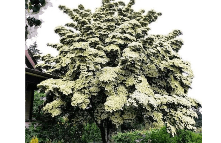 Dogwood Tree Live Plant, Flowering Dogwood Plant Well Rooted in Quart Pot, Dormant Hardy Ornamental Tree (Kousa Dogwood