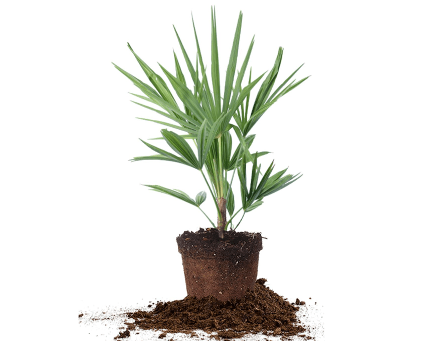 Windmill Palm 1 Gallon