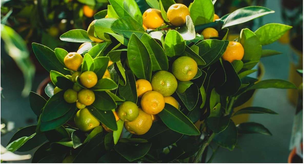 Calamansi Tree Live Plant - Kalamansi Calamondin Citrus (1’’- 2’’ Tall) Live Starter Plug