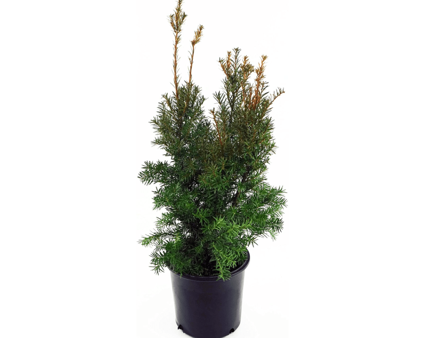 
Taxus x media 'Hicksii' (Hicks Yew) Evergreen, #3 - Size Container