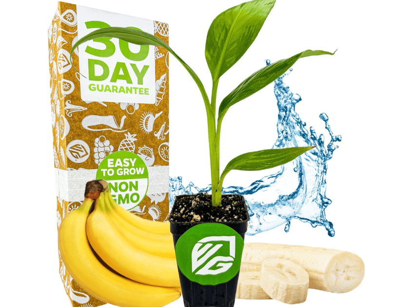 
Dwarf Cavendish Banana Plant Live Tree - Musa by Wellspring Gardens – Starter Plant for Indoor and Outdoor Ambiance - Compact Size