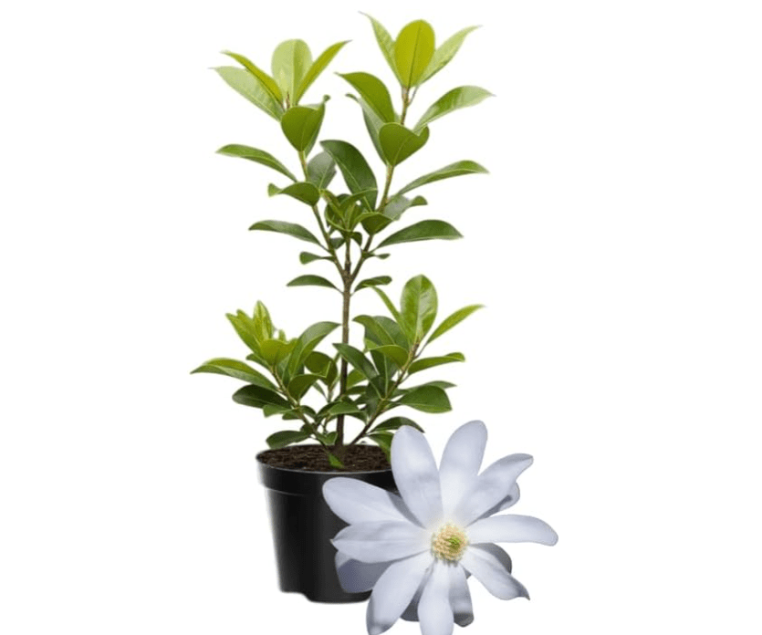 Star Magnolia Tree Live Plant in 4-8 Inches, Fragrant Spring Blooms, Hardy Perennial Magnolia Flowers Potted Ready to Grow, Winter Dormant