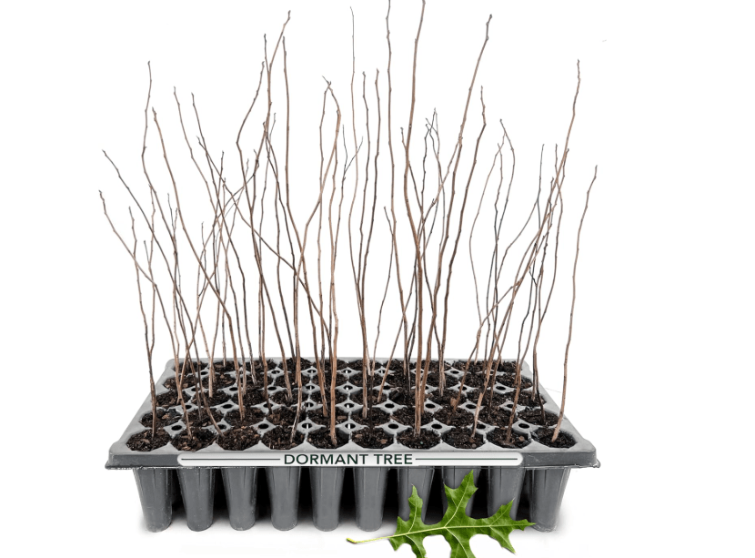 
Pin Oak Tree | 3 Live Plants | Quercus Palustris | Fast-Growing Shade | Ideal for Hardwood Restoration & Wildlife