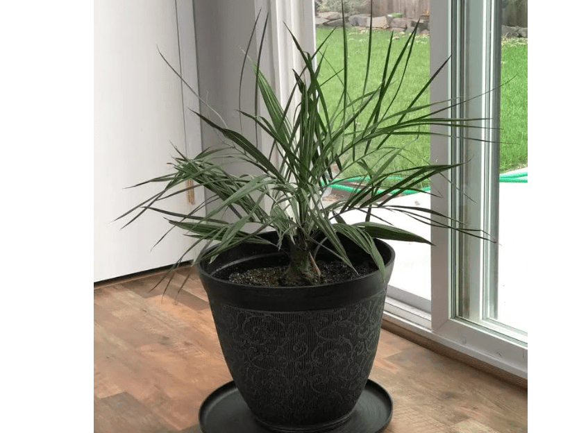 Pindo Palm, Jelly Palm, Cocos Australis, Butia capitata, Tropical Plant, Live Plant, Outdoor Tree, Exotic Plant, Low Maintenance Garden Plant (5gal Pot, 3-4ft)