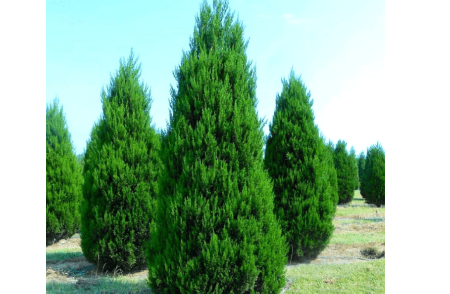 
Eastern Red Cedar Tree - 10-16" Tall Live Plant - Quart Pot - Redcedar Juniper Evergreen Seedling - Juniperus virginia