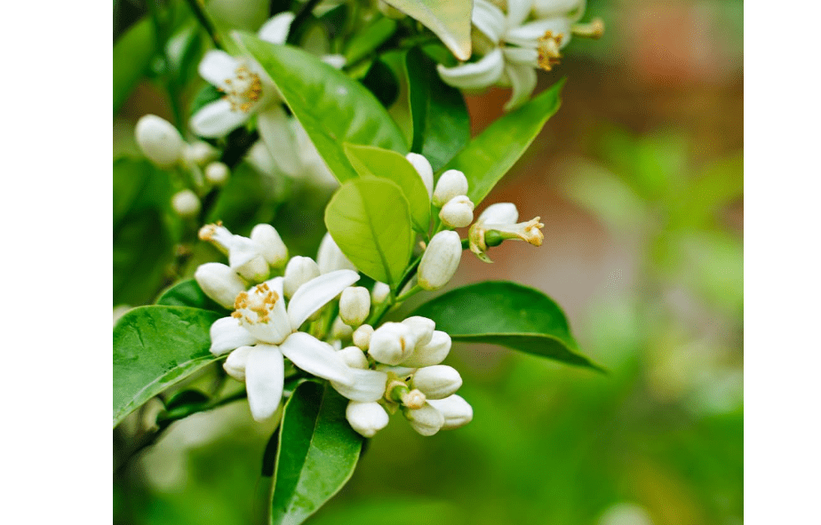 
Brighter Blooms - Nules Clementine Tree, 3-4 Feet - Live Fruit Plant - No Shipping to AL, AZ, CA, FL, GA, LA, OR, TX, MS