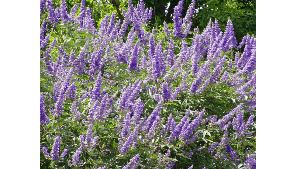 Palm Beach Medicinal Herbs - Chaste Tree (Vitex Agnus-chastus) - Packet of 10 Seeds