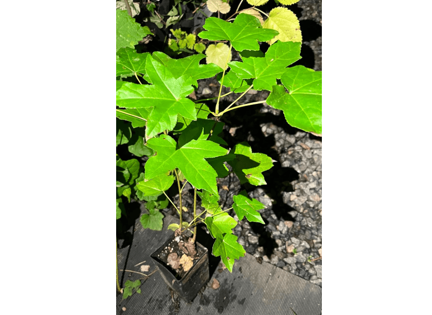 
Sweetgum (Liquidambar styraciflua), 1-2 Year Old, One Plant 5-10 inches Tall
