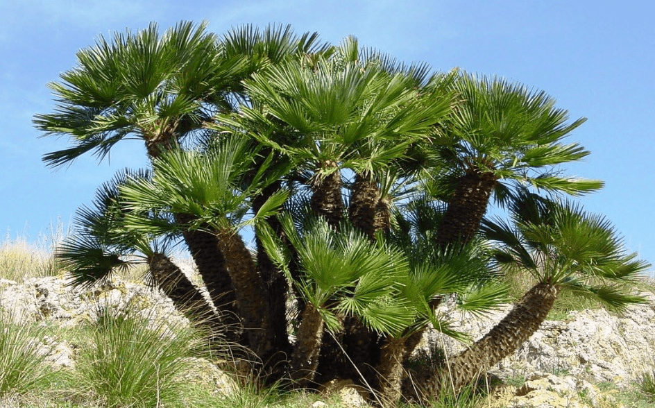 5 Mediterranean Fan Palm European Dwarf Tree Shrub Chamaerops Humilis Seeds