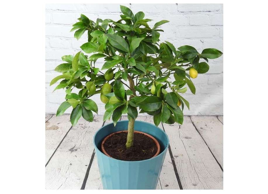 Limequat Tree Mix Lime and Kumquat Tree 2 to 3 Feet Tall in 3 Gallon Pot - No Ship CA