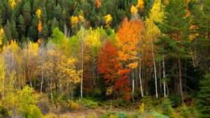 best autumn trees