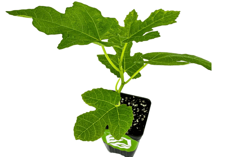 Celeste Fig Tree Live Plant - Honey/Sugar Fig - Ficus carica by Wellspring Gardens - Starter Plant Ideal for Gardens & Containers - Great for Indoor