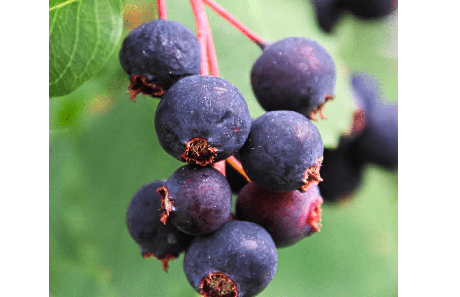 Live Serviceberry Tree, Serviceberry Plants, 12 to18 Inches for Growing