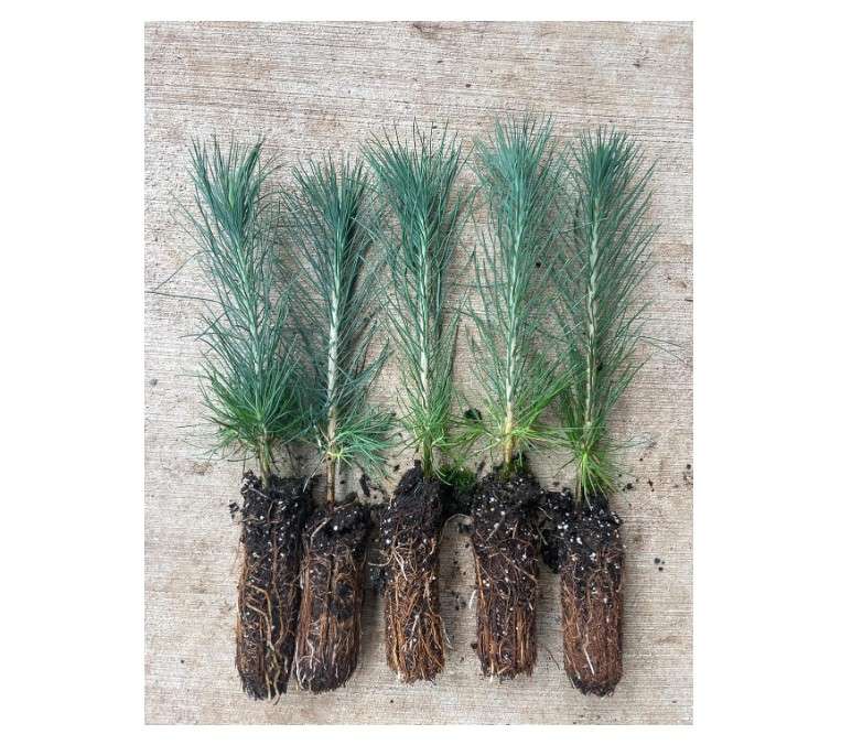 5 Ponderosa Pine Tree Seedlings- Native, Fast Growing, Animal Habitat (Approx. 1-2 feet in Height)
