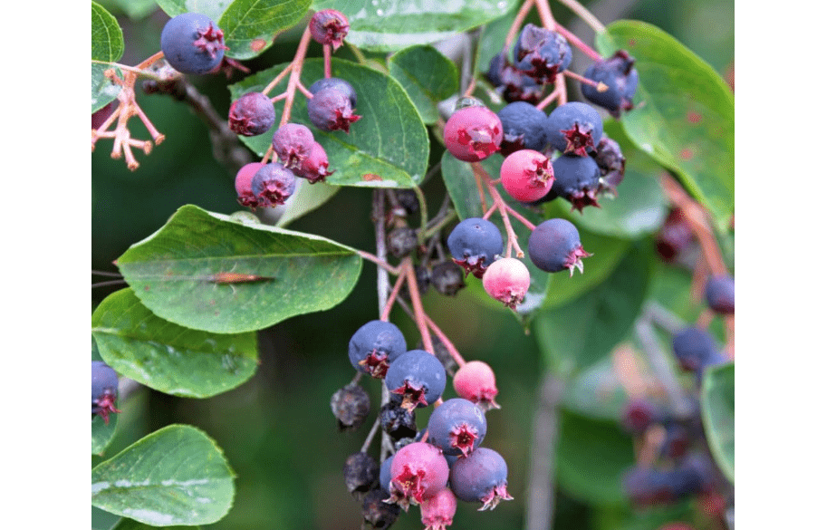  Serviceberry Tree, Serviceberry Plant Live, 12 to18 Inches, Well Rooted to Grow, Dormant in Winter