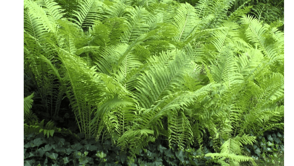 
Greenwood Nursery: Live Perennial Plants - Ostrich Fern + Matteuccia Struthiopteris - [Qty: 2X Pint Pots] - (Click for Other Available Plants/Quantities