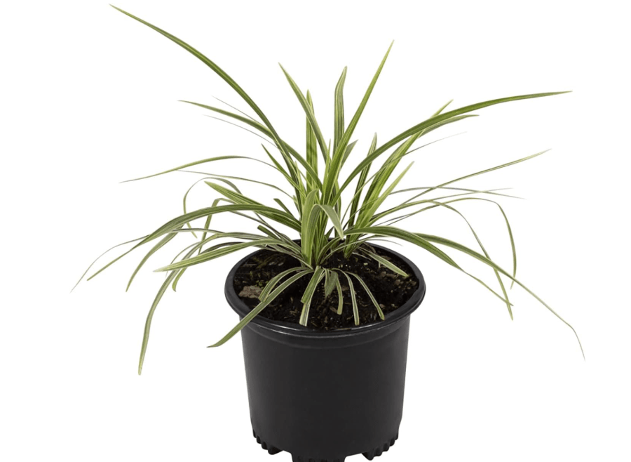 Aztec Grass Liriope Muscari, Outdoor Plants Live Ornamental Grass Plants Live Plants, Evergreen Garden Decor, Landscape Edging Liriope Plants, Flowerin