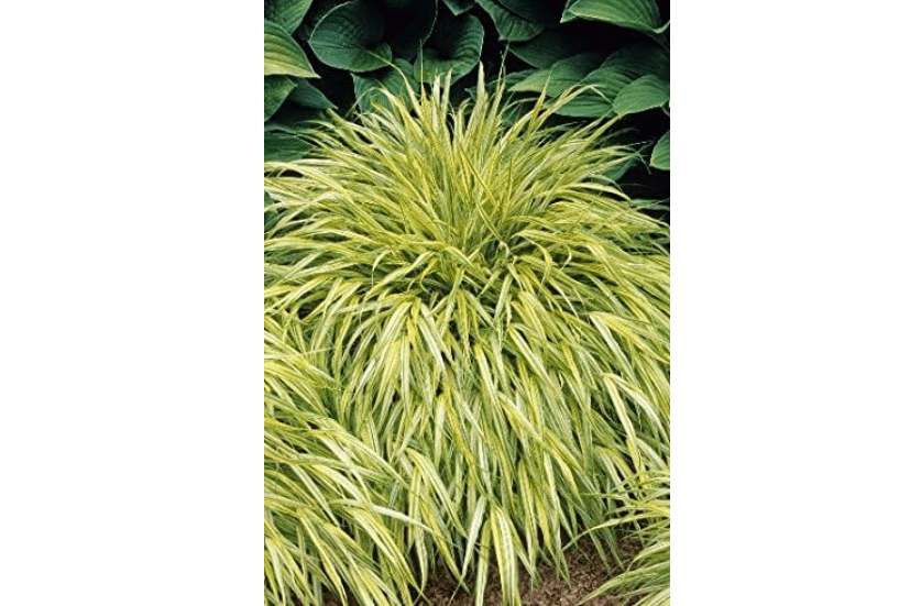 9EzTropical - Japanese Forest Grass Hakonechloa macra Aureola 1 Plants Ship in