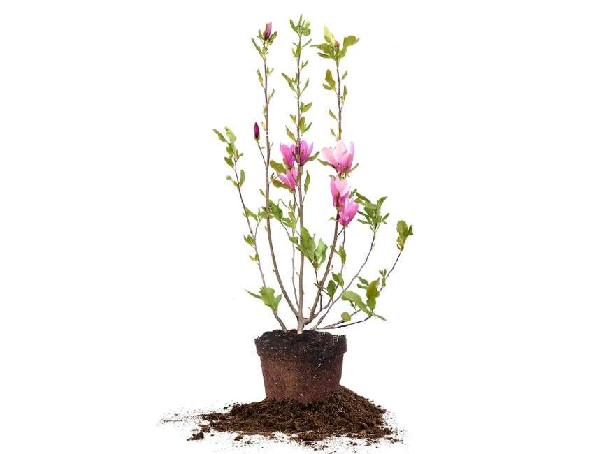 Perfect Plants Ann Magnolia Live Plant, 3 Gallon, Includes Care Guide