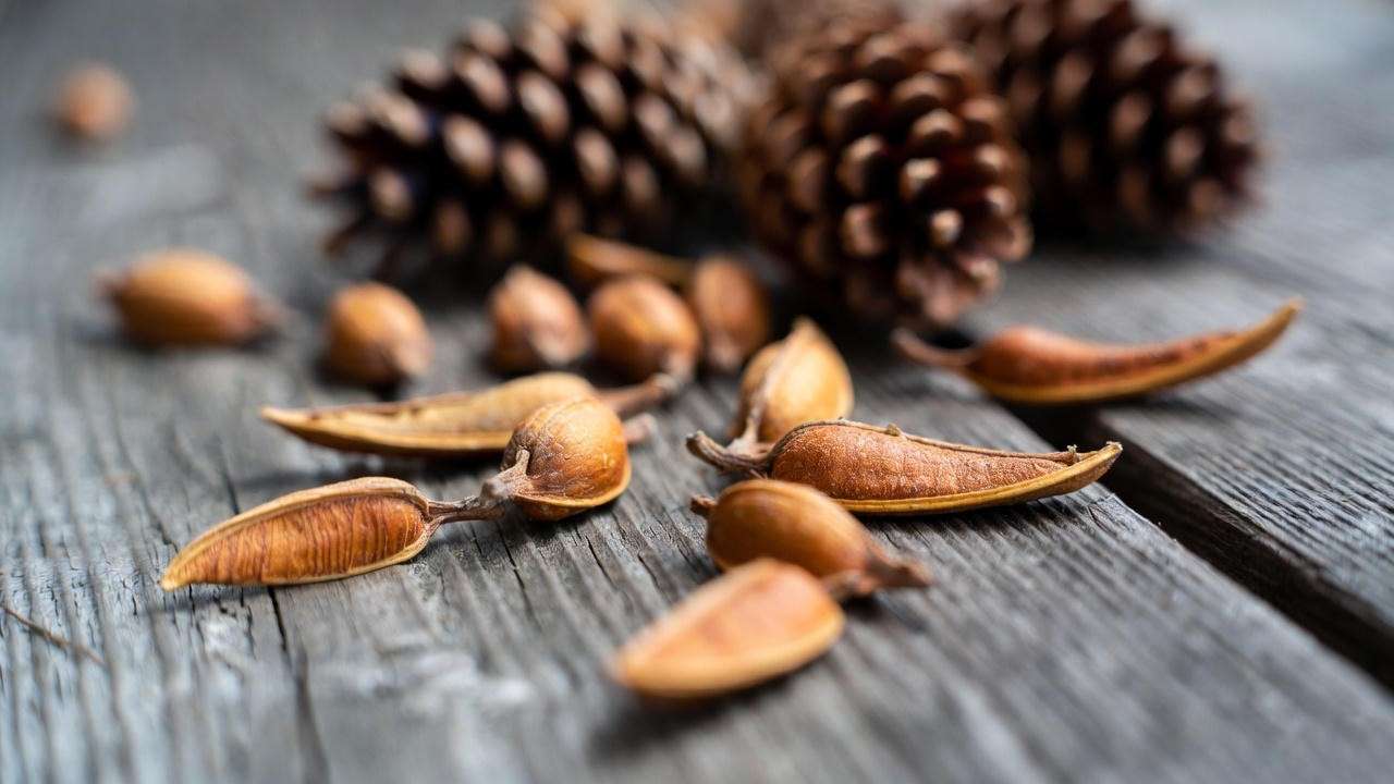 Close-up of various pine tree seeds on a wooden surface with pinecones in the background, highlighting their unique shapes and sizes.