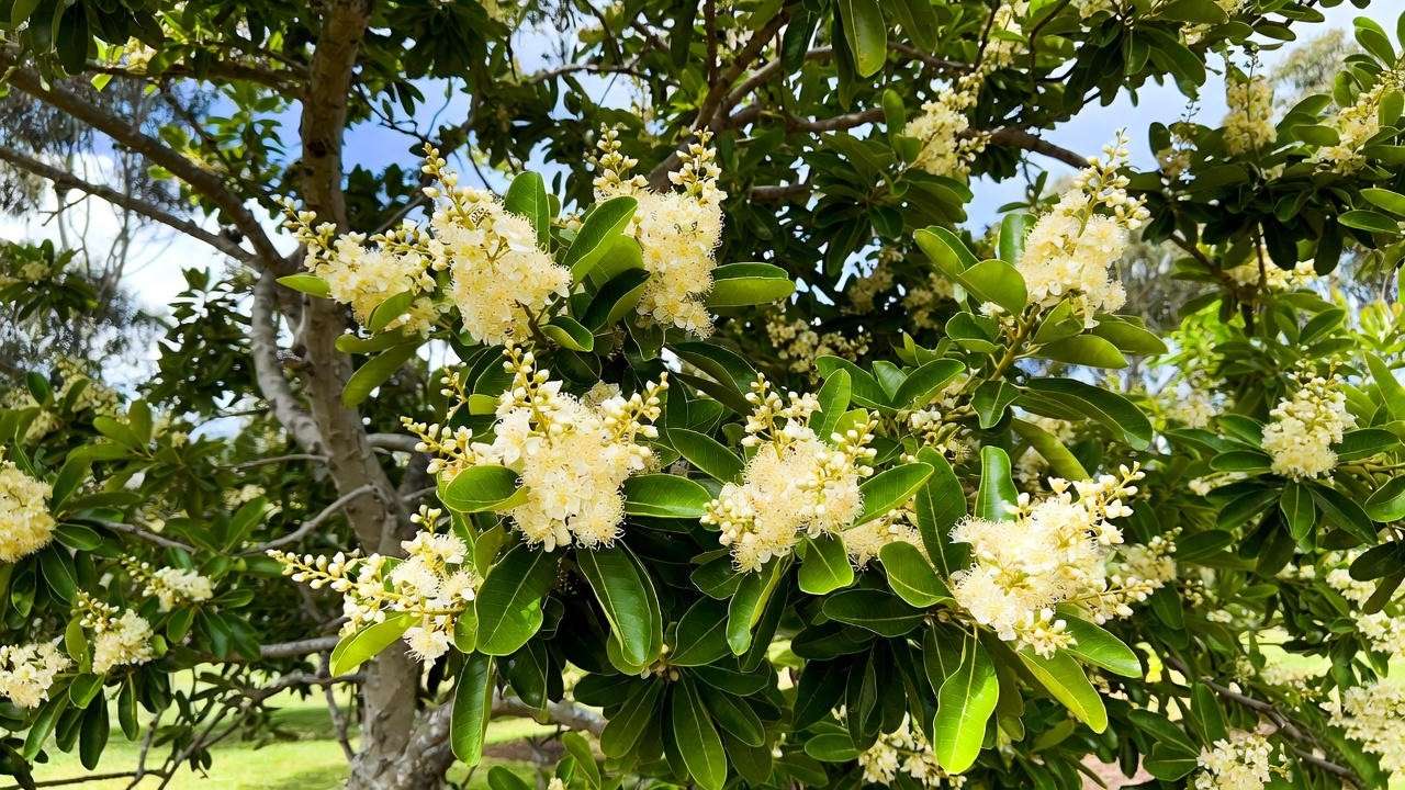 Vibrant macadamia nut tree with glossy leaves and white flowers in a subtropical orchard, showcasing its natural beauty.
