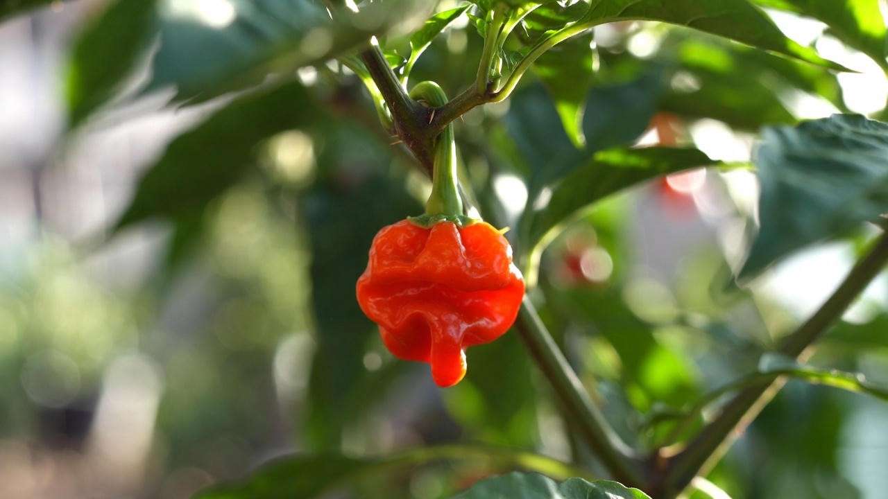  Close-up of a ripe red Peter Pepper chilli on a plant, highlighting its unique wrinkled shape and vibrant color. 