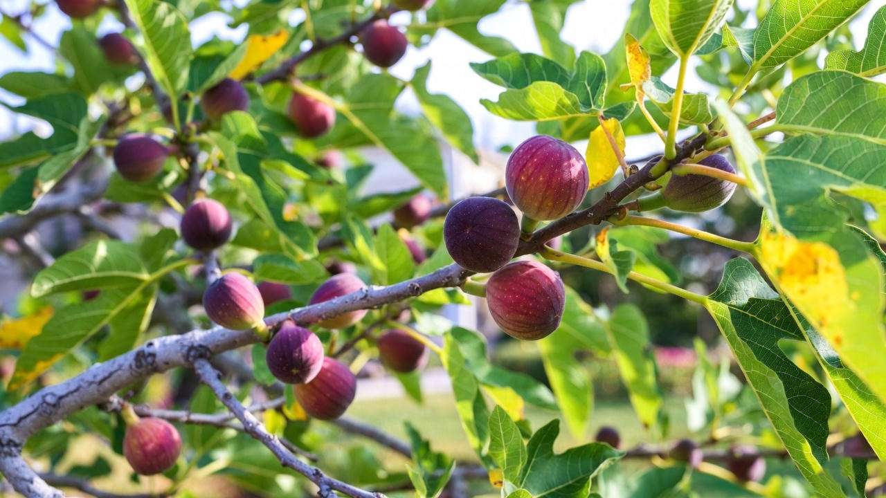 Close-up of ripe LSU Purple Fig Tree fruit hanging on a branch with green leaves in a sunny garden.