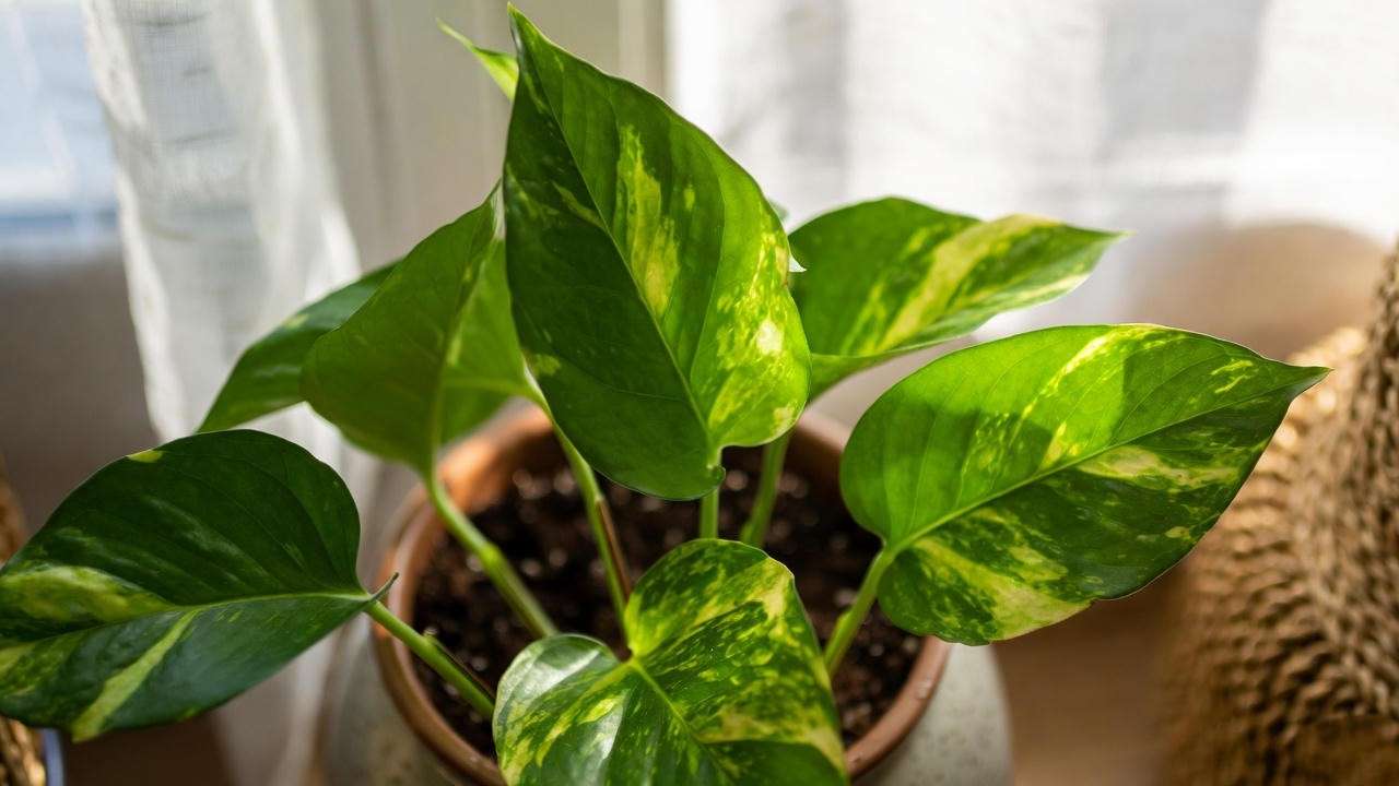 Golden pothos in a pot near a window with bright indirect light, highlighting vibrant golden-green leaves in a cozy indoor setting.
